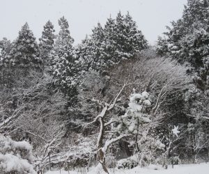 28日　庭の木々がたっぷり雪化粧