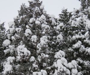 29日　杉やヒノキが重そうに雪を受けています.水っぽい雪が沢山降ると倒木が発生します