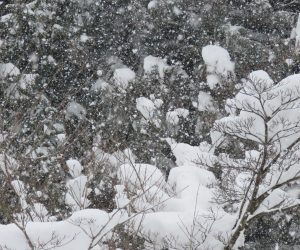 29日　降りしきる雪