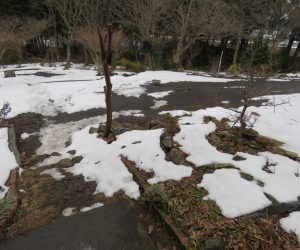 1/11  残雪 茅部野はこんな感じで12月末に30㎝位積もった雪が日毎に減っていきます。