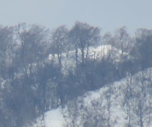 1/19  上蒜山三角点付近のブナ林　三角点付近のブッシュはほぼ雪の下になったようです。