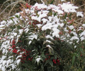 1/21　南天に少し雪  南天の実はおいしくないのか野鳥に食べられることなく春まで残ります