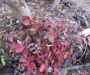 1/22　常盤イカリ草の紅葉  一度雪の下に隠れていたのがまた姿を現しました。 寒風にさらされ葉が傷んでしまいます。 今年は記録的小雪、とんだ災難。