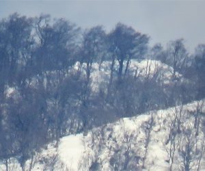 1/23　上蒜山三角点付近のブナ林、ささやぶが雪の下になったようです