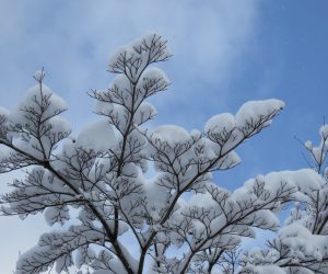 2/1    待望の新雪　これで雪恋祭り何とかなりそう