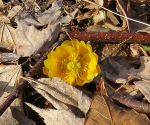 2/6   福寿草  2個の花がくっついた奇形 蒜山の土は酸性土なので福寿草は自生していません