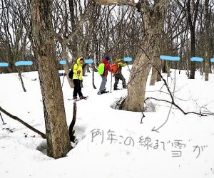 烏ヶ山山麓ブナの巨木を訪ねて  ミズナラの樹皮が白っぽい所まで雪が積もります。 およそ3m、夏は2m以上のネマガリ竹に覆われ人が踏み入ることが出来ません。