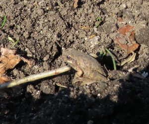 2/24  アマガエル　畑で冬眠中を掘り起こしてしまいました。 アマガエルは体色を背景に合わせます。