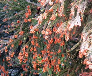 杉の雄花  去年の7月が暑かったので今年は大量飛散か？