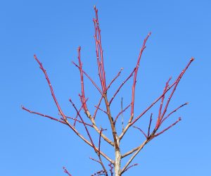 ネジ木  水を吸い上げて枝先が春の色