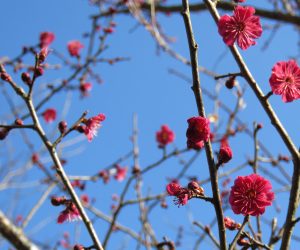 紅梅  蒜山にも遅い春が、例年よりは少し早いですが