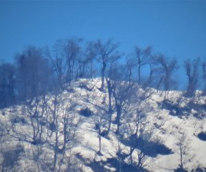 上蒜山山頂のブナ林