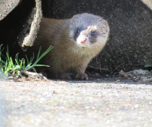 イタチ  正面から見ると可愛い