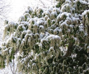 ４/1　馬酔木に積もる雪