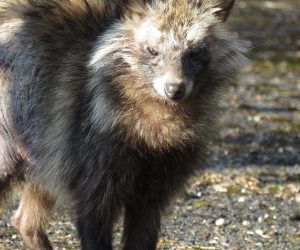 ４/4　狸らしからぬ怒りの表情。 我が家では犬も猫も飼っていません。 そんなに睨まないでください。