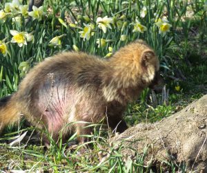 ４/4　かなり重い皮膚病、抜け毛の季節ですがこれは病気。 家猫の排泄物から感染するとか、野生動物には薬を塗ってくれる医者も薬局もない、気の毒に。