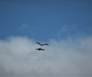 4/9    トビとカラス  鳶がカラスの巣の上を飛んだのでしょう、烏が大きなとびに向かって激しく体当たり、何度も何度も必要に繰り返しついに鳶が逃げました。