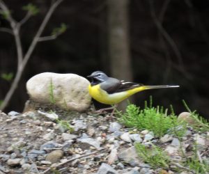 4/15  キセキレイ　セキレイは河原のように開けた明るい場所が好きですが里山の前のがれき地にやってきました