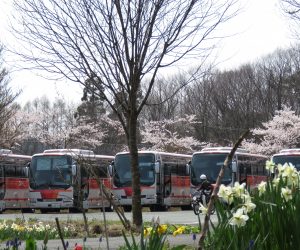 4/17  観光バスと桜　この季節は学校の新入生のオリエンテーションの季節、例年休暇村などに1～2泊しゲームやハイキングなどを行っています。