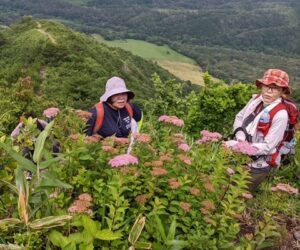 ササユリ登山5