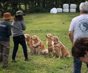 犬ハイキング５