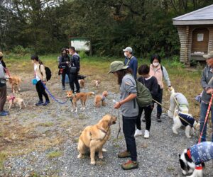 犬ハイキング１