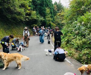 犬ハイキング2