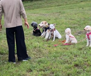 犬ハイキング６