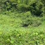 【保全活動】犬挟湿原植物観察会・草刈りを開催しました