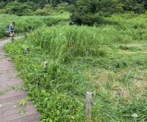 犬挟草刈り25.1