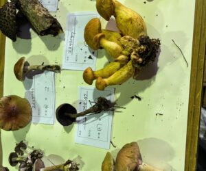鑑定会25.7